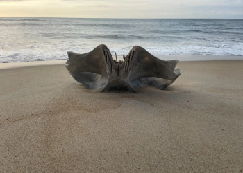 ΗΠΑ: Κρανίο που ανήκει σε πλάσμα βάρους 40 τόνων εκβράστηκε σε παραλία