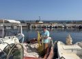 Οι λαγοκέφαλοι «εξαφάνισαν» τα χταπόδια στα νερά της Κρήτης