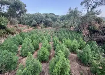 Εντοπίστηκε μεγάλη φυτεία δενδρυλλίων κάνναβης στη Μεσσηνία