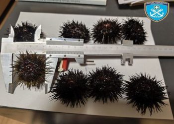 Συλλήψεις για παράνομη αλιεία στην Αλεξανδρούπολη