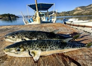 Η εφαρμογή του πιλοτικού προγράμματος για το λαγοκέφαλο μέσα από 22 ερωτήσεις και απαντήσεις